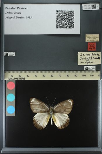 Media type: image;   Entomology 16620
